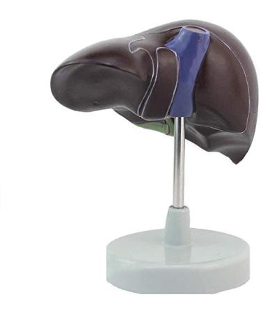 1: 1 Anatomical Human Liver Liver Lobe Gallbladder Model Medical School