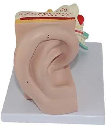 Human Ear Anatomy Model Detachable 3 Pieces 4 Times Life Size Medical Training Support - Buy Online on SooperMarket.com