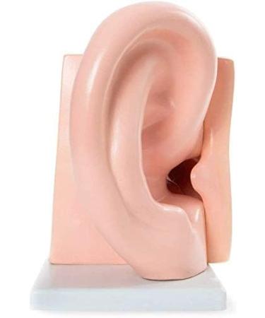 Human Ear Anatomy Model 5 Times Life Size 6 Part Ear Model Anatomical Structure Detachable Medical Training Support - Buy Online on SooperMarket.com