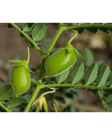 Organic Whole Green Lentils 10 lbs - Non-GMO Raw Beans, Vegan & Kosher - High in Folate, Fiber & Protein - No Soaking Required - Ideal for Soups & Veggie Burgers - Buy Online on SooperMarket.com