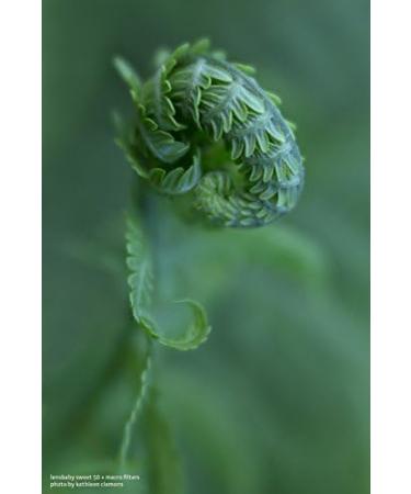 Lensbaby 46mm Macro Filter Kit - Explore Close-Up Photography - Buy Online on SooperMarket.com