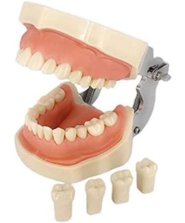 LBYLYH Dental Typodont Model - Standard with 28 Teeth & Gums for Teaching & Practice | Ideal for Dental Students - Buy Online on SooperMarket.com