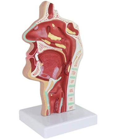 Model of Pathological Showing Nasopharynx Nasal Cavity Oral Cavity Pharynx Larynx Model