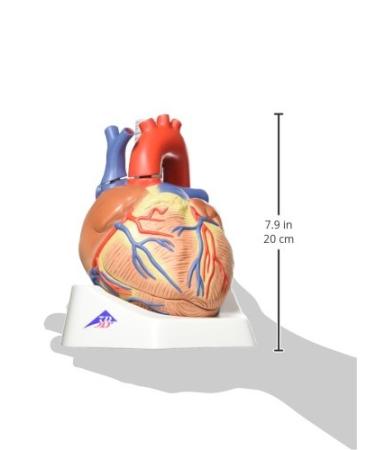 3B Scientific VD253 7 Part Heart Model 7.9-Inchx5.9-Inchx6.7-Inch - Buy Online on SooperMarket.com