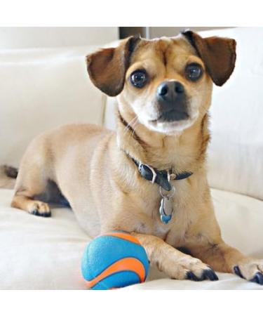 Chuckit! Ultra Squeaker Ball Small - Multi-Coloured 1-Pack for Interactive Fun | International Shipping Available - Buy Online on SooperMarket.com