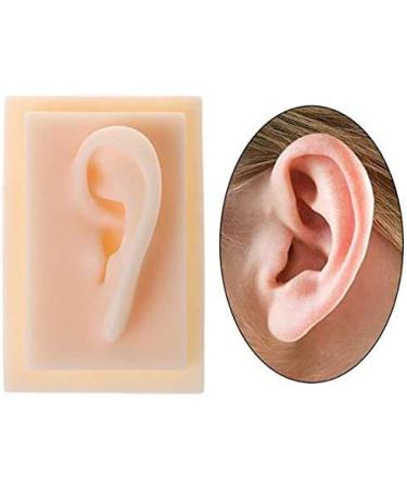Model of Ear A Model of Silicon Ears Couple Human Model The of The Medical Research Pelle9 7 X 6.3 Centimeters / 3.82 X 2.48Inch