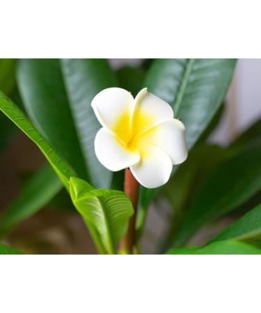 LErbolario Frangipani Bath Gel for Women - 10.1 oz - Luxurious Shower Gel for a Refreshing Cleanse | International Shipping Available - Buy Online on SooperMarket.com