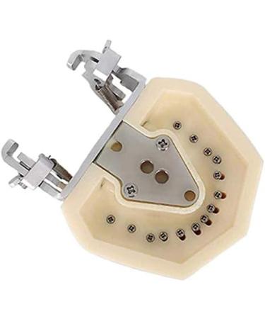 LBYLYH Dental Typodont Model - Standard with 28 Teeth & Gums for Teaching & Practice | Ideal for Dental Students - Buy Online on SooperMarket.com