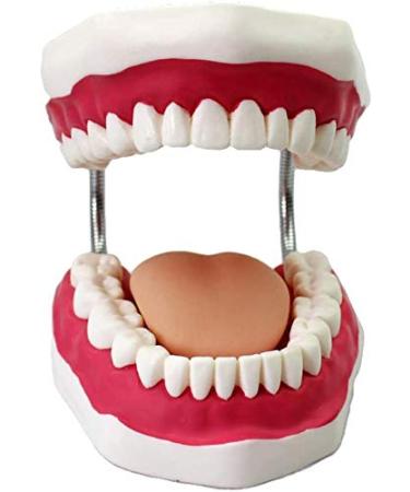 LBYLYH Models and Standards Training Material Teeth Model 1: 1 Life -size model of natural human mouth with toothbrush adult demonstration teeth model