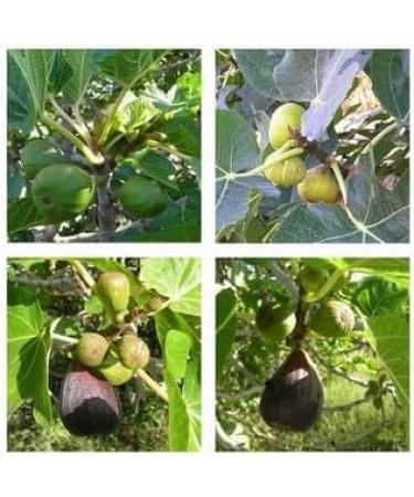 Premium Fig Balsamic Vinegar 250ml - Rich and Flavorful Infused Condiment - Buy Online on SooperMarket.com