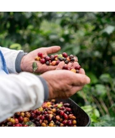 1Kg Bag Green Coffee Beans Rich in Taste Perfect Aroma| A Gift For Loved Ones For Home Roasting| Sidamo Coffee Beans From Ethiopia| - Buy Online on SooperMarket.com