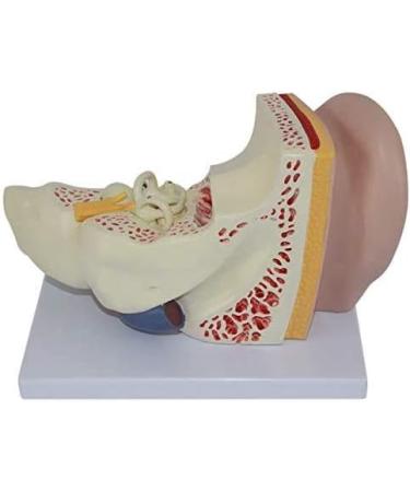 Human Ear Anatomy Model Detachable 3 Pieces 4 Times Life Size Medical Training Support - Buy Online on SooperMarket.com