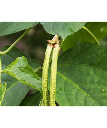 Non-GMO Black-Eyed Peas - 3 lbs | Raw Dried Whole Cow Peas | Kosher, Vegan, Sproutable | High Fiber, Easy to Cook | Ideal for Soups, Stews, Salads, Burgers - Buy Online on SooperMarket.com