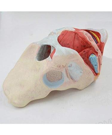 Basin Muscular Template - Woman Pelvic Floor Muscle Nerve Perineal Ligament Model - Anatomical Medical Basin with Pelvian Floor Muscles and Model - Buy Online on SooperMarket.com