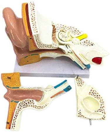 Human Anatomy Model Ear 5 Times Life Size 3 Pieces Model Anatomical Structure Detachable Ear Training for Aid - Buy Online on SooperMarket.com