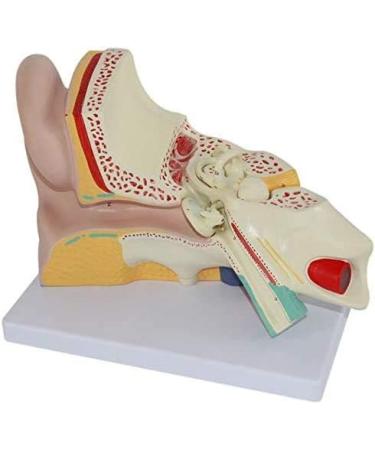 Human Ear Anatomy Model Detachable 3 Pieces 4 Times Life Size Medical Training Support - Buy Online on SooperMarket.com