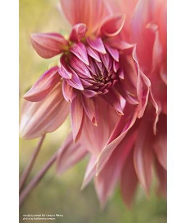 Lensbaby 46mm Macro Filter Kit - Explore Close-Up Photography - Buy Online on SooperMarket.com