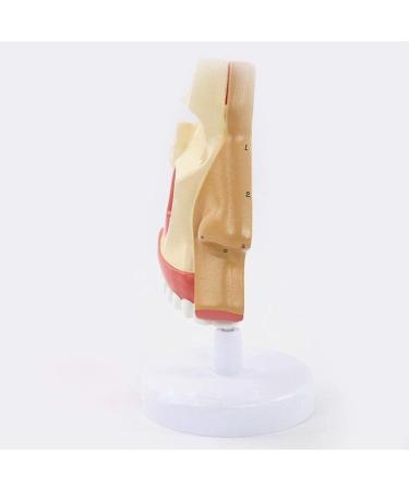Anatomical Model Throat Nose Model of The Mouth of Nasal Cavity Medical Anatomical - Buy Online on SooperMarket.com