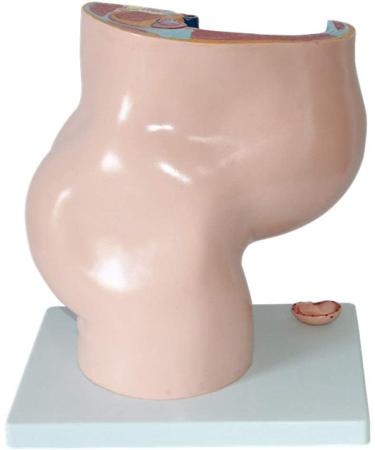 Female Pelvic Pattern with Nine-Month fetal Model. Suitable - Buy Online on SooperMarket.com