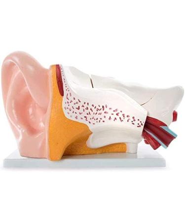 Human Ear Anatomy Model 5 Times Life Size 6 Part Ear Model Anatomical Structure Detachable Medical Training Support - Buy Online on SooperMarket.com