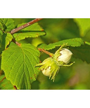 Turkish Hazelnuts 4 lb Non-GMO Filberts | Unsalted & Kosher Whole Nuts | Vegan Snack & Baking Ingredient with Rich Vitamin E - Bulk Pack - Buy Online on SooperMarket.com