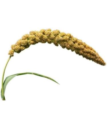 SIPW - Small Animal Hamster Caged Bird Budgie Millet Sprays Sprigs (5 x Sprays of Millet) - Buy Online on SooperMarket.com
