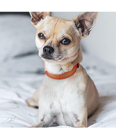 Tagme Personalized Dog Collar for Small Dogs - Embroidered Reflective Nylon with Pet Name & Phone Number - Orange (1 Pack) - Buy Online on SooperMarket.com