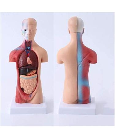 Human Body Torso Model - Half Body Torso Model 28 cm with Organs - Detachable Medical Education Model 19 Pieces -for Training aid Medical - Buy Online on SooperMarket.com