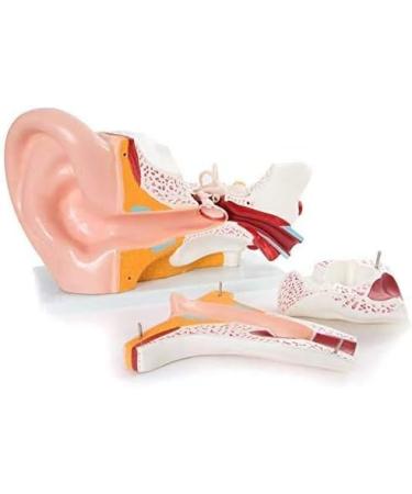 Human Ear Anatomy Model 5 Times Life Size 6 Part Ear Model Anatomical Structure Detachable Medical Training Support - Buy Online on SooperMarket.com