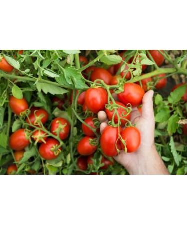 Mutti Triple Concentrated Italian Tomato Paste Tube 6.53oz - Pack of 1 | Premium Quality Tomato Paste - Buy Online on SooperMarket.com
