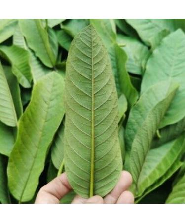 Fresh Organic Guva Leaves | Approx 10G Jumbo | Guva Leaf For Medical | Use Diabetes & Skin Care| Indian Origin|Next Day Shipping By Seelans - Buy Online on SooperMarket.com