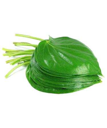 Fresh Betel Leaves | Beetle Leaves Approx.10Pieces | Pan Leaves | Leaf Betel | Fresh Leaf | Used for Pooja & Edible | Indian Origin | Approx 50G