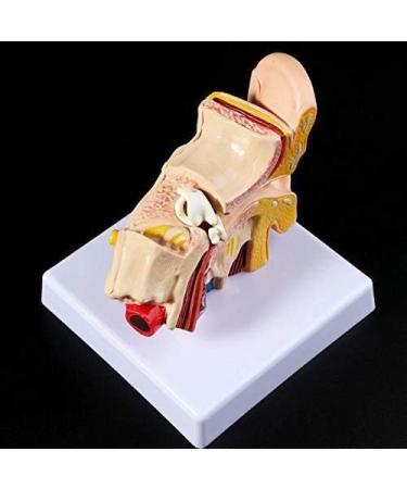 Desk Model Human Anatomy Ear 1.5-fold Size Model of Medical PVC Plastic - Buy Online on SooperMarket.com
