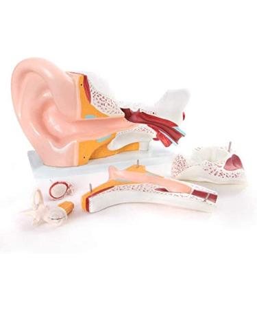 Human Ear Anatomy Model 5 Times Life Size 6 Part Ear Model Anatomical Structure Detachable Medical Training Support
