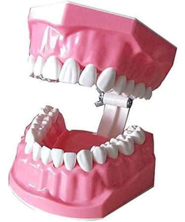 LBYLYH Dental Implant Teeth Brush Model Oral Care Products Dental Template Early Childhood Education - Standard Model Dental Template