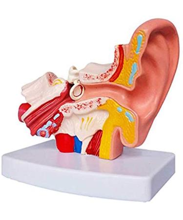 Human Ear Model - 1.5 Times The Human Ear Size Model Anatomy Organ Medical Tool