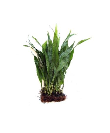 SubstrateSource Java Fern Half Mat Live Aquarium Plant Microsorum pteropus