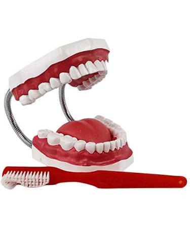 LBYLYH 6 times enlargement teeth model - model dental teeth - teeth dental care model for laboratory care study including cui by teeth toothbrush