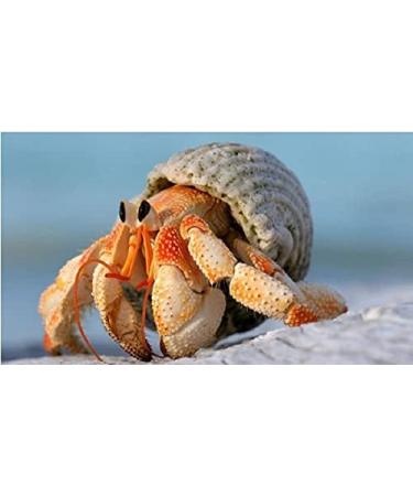 Avalon Cosmetic Packaging Assorted Spiral Seashells 12 Pcs Mixed Medium/Large Size Shells - Perfect for Hermit Crabs - with round opening: 0.5''-1.0'' width. - Buy Online on SooperMarket.com