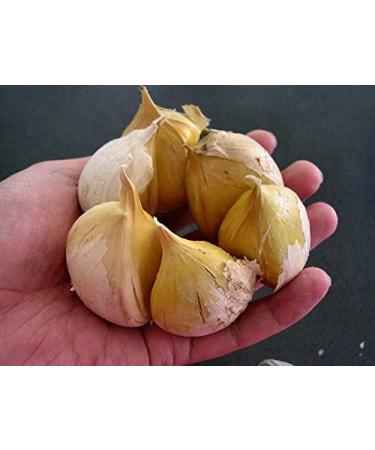 Garlic Elephant -0.15 OZ about 20 to 25 cloves Organic Fresh seeds cloves garlic elephant for planting, eating and growing your own garlic Harvest 2020