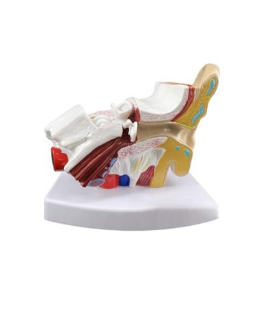 Ear Anatomy Template Ear Articulation Simulation Template (External Medium and Inner Ear) Human Body Auditory System 1.5 Times Nature Size