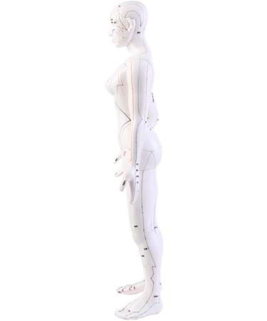 Model Anatomy Professional Medical Acupuncture 48Cm 19" - Buy Online on SooperMarket.com