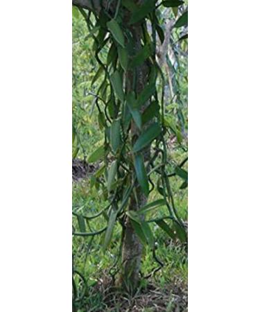 100% Pure Ground Vanilla Powder - Vanilla Pods Ground 50g | Premium Quality for Baking & Cooking - Buy Online on SooperMarket.com