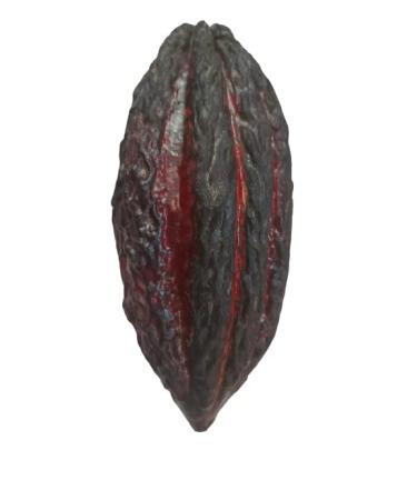 Fresh Cacao Exotic Fruit from St Lucia | Cacao Pod/Chocolate Fruit | 1kg