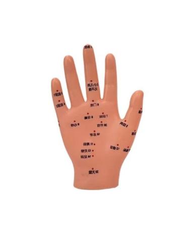 Model Chinese Hand Feet Ear Model Point Meridians Teaching Tool/965 (Color : 15cm Acupuncture Poi)
