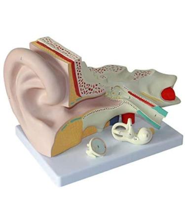 Unisex Adult Oversized Ears Model 4-fold Size Removable Anatomies for Medical Education