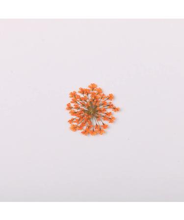 100pcs/pack Ammi majus Natural Pressed Dried Flower for Resin Jewelry Making Soap and Candle Making Scrapbooking DIY (Orange)