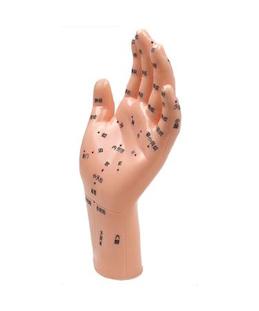 Acupuncture Hand Model Reflexology Acupoint Study Kit