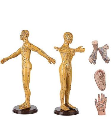 Model Human Acupuncture - Traditional Chinese Medicine Meridian and Acupoint Teaching - Man and Woman Acupuncture with Points - Includes Hands At