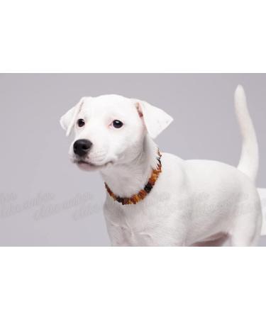 100% Baltic Amber Necklace & Collar for Dogs - Natural Tick Protection | Handmade in Lithuania - Buy Online on SooperMarket.com